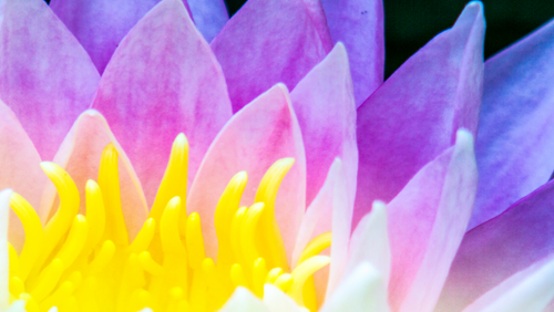 Banner der Seite